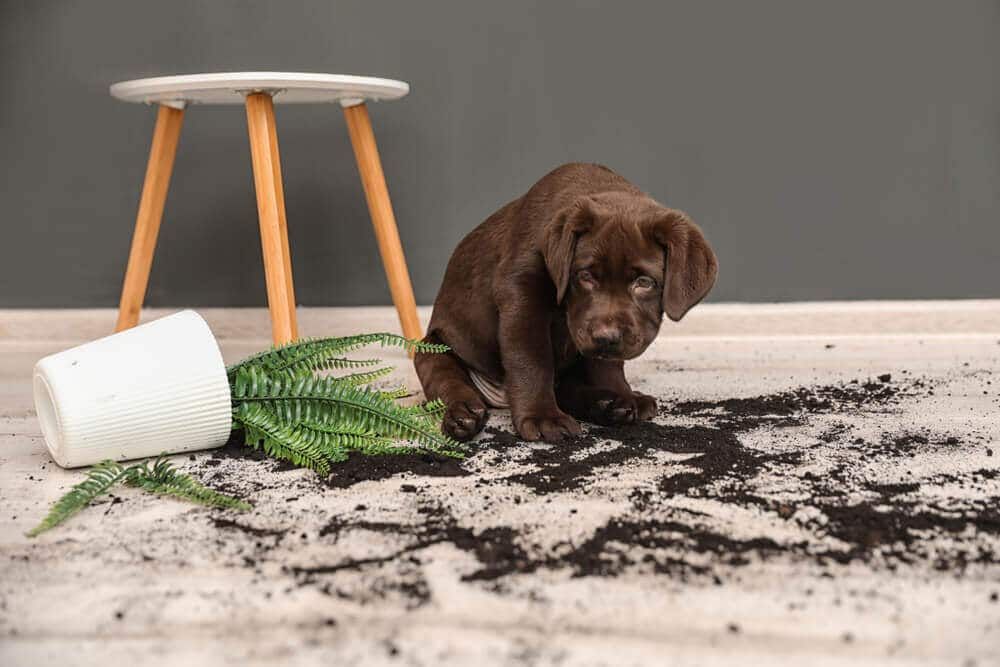 The Truth About Spots and Stains