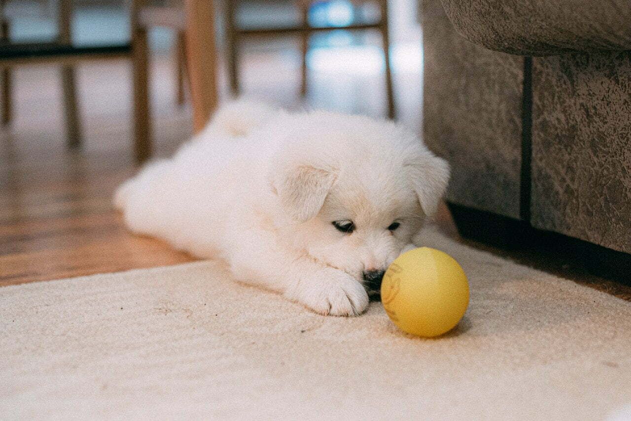 3 Ways to Clean Pet Urine Stains and Odors from Your Carpet