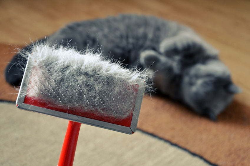 Pet allergies and dander