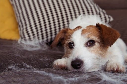 pet hair management