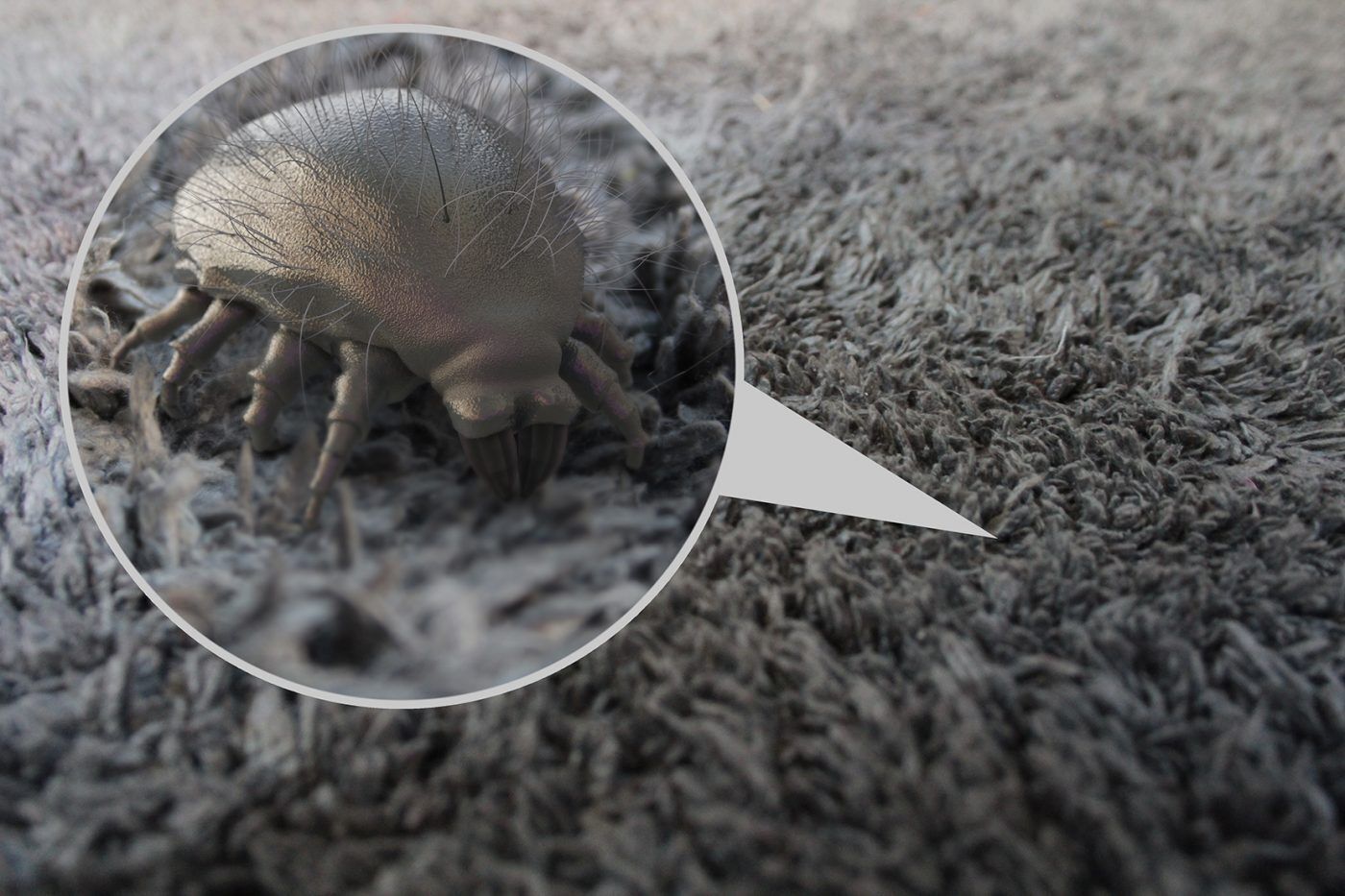 Dust Mites and You