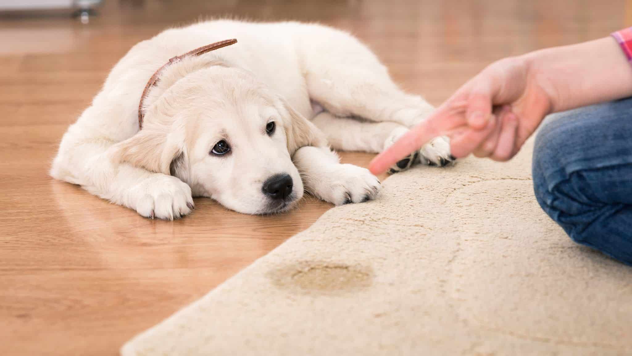 puppy dog pee urine rug stain scaled 1 d4d2f711