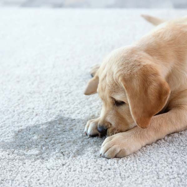 Urine and Odor Removal Service