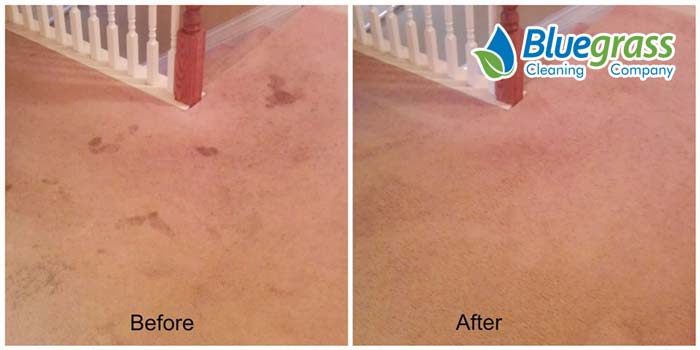Carpet Cleaning Results