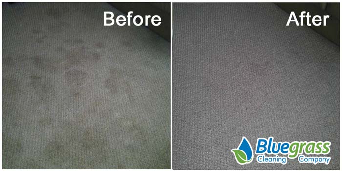Carpet Cleaning Results