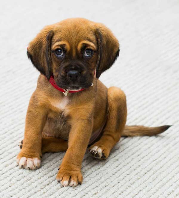 Pet Urine and odor removal near me